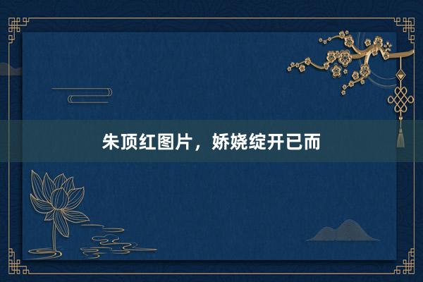 朱顶红图片，娇娆绽开已而